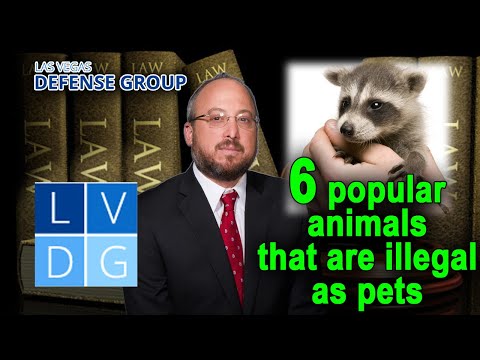 6 Popular Animals that Are Illegal as Pets in Nevada