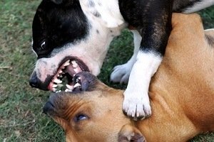 Terriers fighting and trying to bite each other