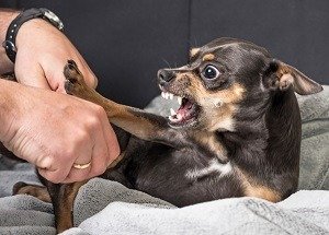 pequeño perro agresivo con el peluquero