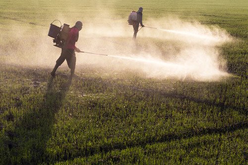 people spraying herbicides in the fields