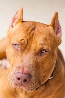 un pit bull
