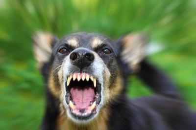 perro gruñendo y mostrando sus dientes - mantener un perro peligroso o vicioso en Nevada es un delito según el NRS 202.500