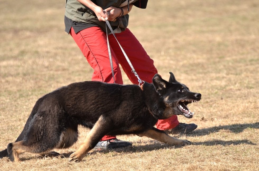 aggressive German Shepard on leash