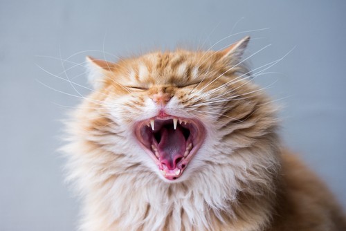 Ginger cat baring its teeth