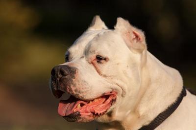 un pitbull