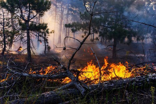 incendio en el bosque como ejemplo de incendio en cuarto grado en Colorado según el CRS 18-4-105