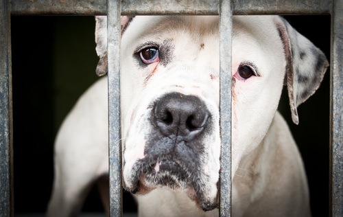 pit bill looking out of a cage - California law requires a dog to be quarantined for 10 days after a bite to determine if it has rabies or other diseases