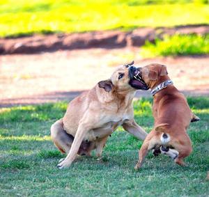 two dogs fighting