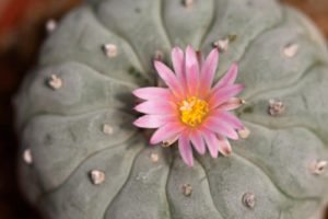 Is it illegal to grow “Peyote” in California?