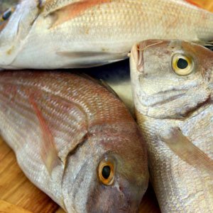 fish