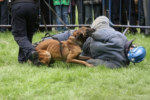 police dog biting person on the ground