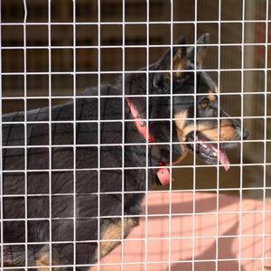 a dog behind the cage of a kennel