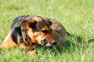 un perro gruñendo en la hierba