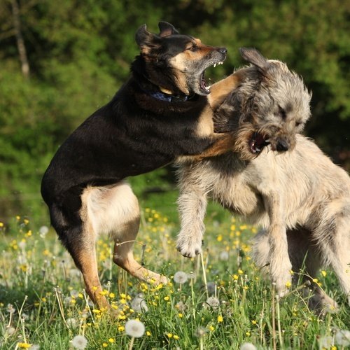 dog fighting in Nevada