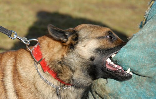 German Shepard biting a person on the pant leg