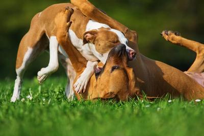 dos perros peleando en el césped