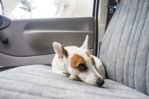 Lonely puppy in backseat