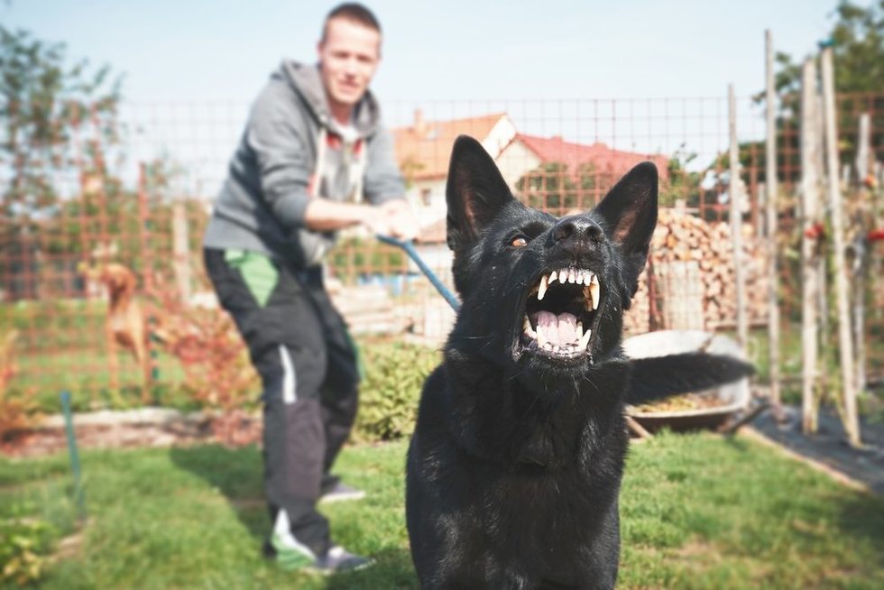 owner trying to restrain angry dog on a leash