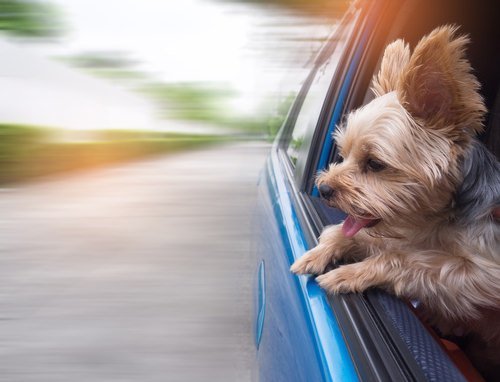 perro mirando por la ventana de un coche (custodia de mascotas)