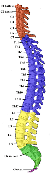 diagrama de una médula espinal
