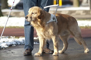 dog on leash leading blind man