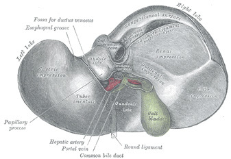 human liver