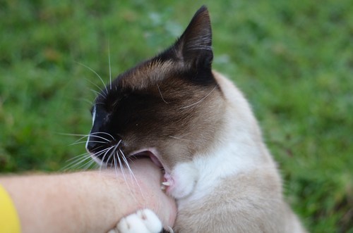 Siamese cat biting human hand