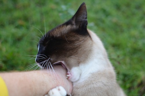 Gato siamés mordiendo mano humana