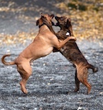 dog fighting in Nevada