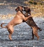 peleas de perros en Nevada