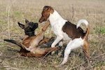 peleas de perros en Nevada