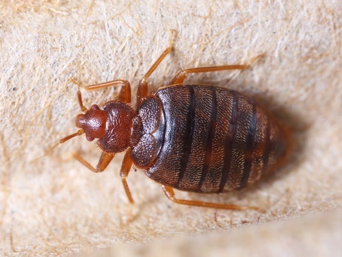 Chinche de cama en una pieza de cartón corrugado