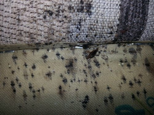 bedbugs on the back of a bed's headboard