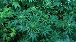 plantas de marihuana - ciertos actos de cultivo son ilegales bajo el Código de Salud y Seguridad de California 11358 HS