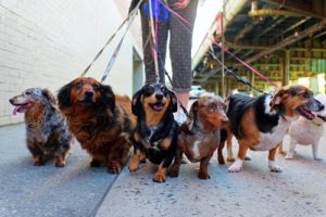 Who is liable when a dog bites a dog walker?