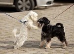 pelea de perros en Nevada