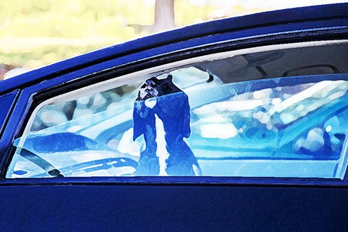 dog peering head out of partially open window in parked car - it is illegal in many states to leave a pet in the car under dangerous conditions