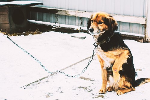 dog tethered to dog house as an example of a Health & Safety Code 122335 HS violation