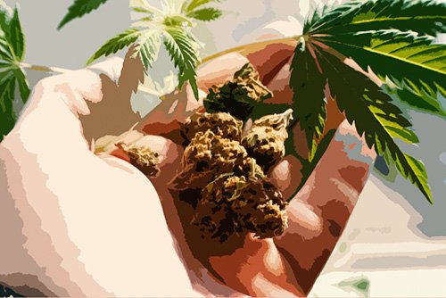 person holding marijuana leaf and buds in hand as an example of a California Health & Safety Code 11357 HS violation