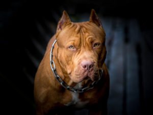 Are there special rules in California as to Pit Bulls?