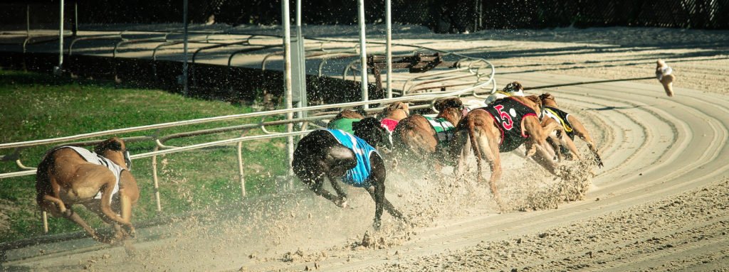 Perros corriendo en violación de NRS 207.235.