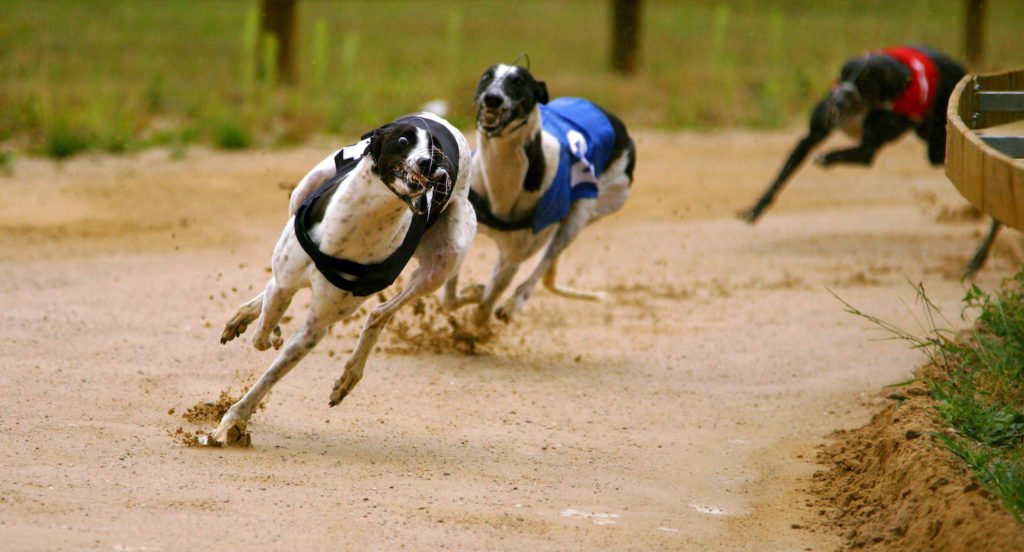Illegal dog racing