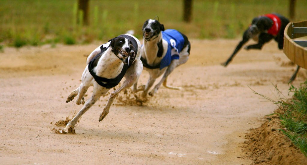 Carreras ilegales de perros