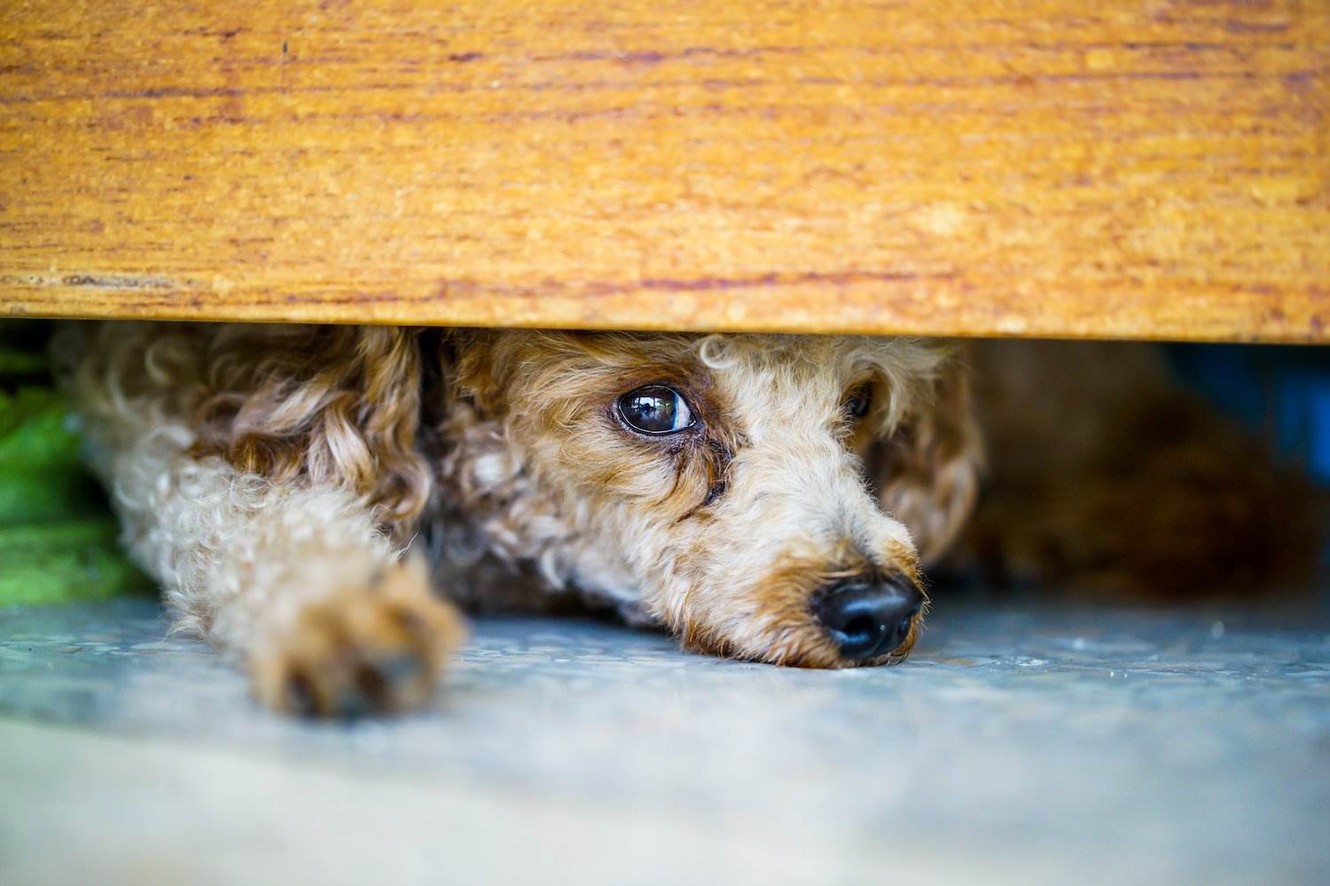 Abused dog peeking out under enclosure