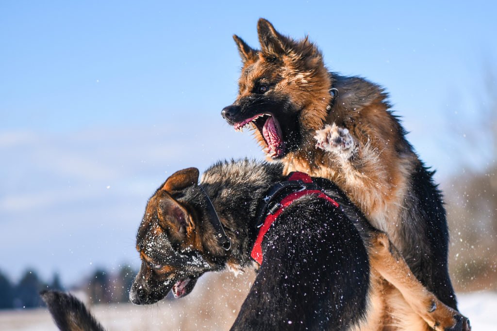 18-9-204 CRS - Animal Fighting Laws & Penalties in Colorado