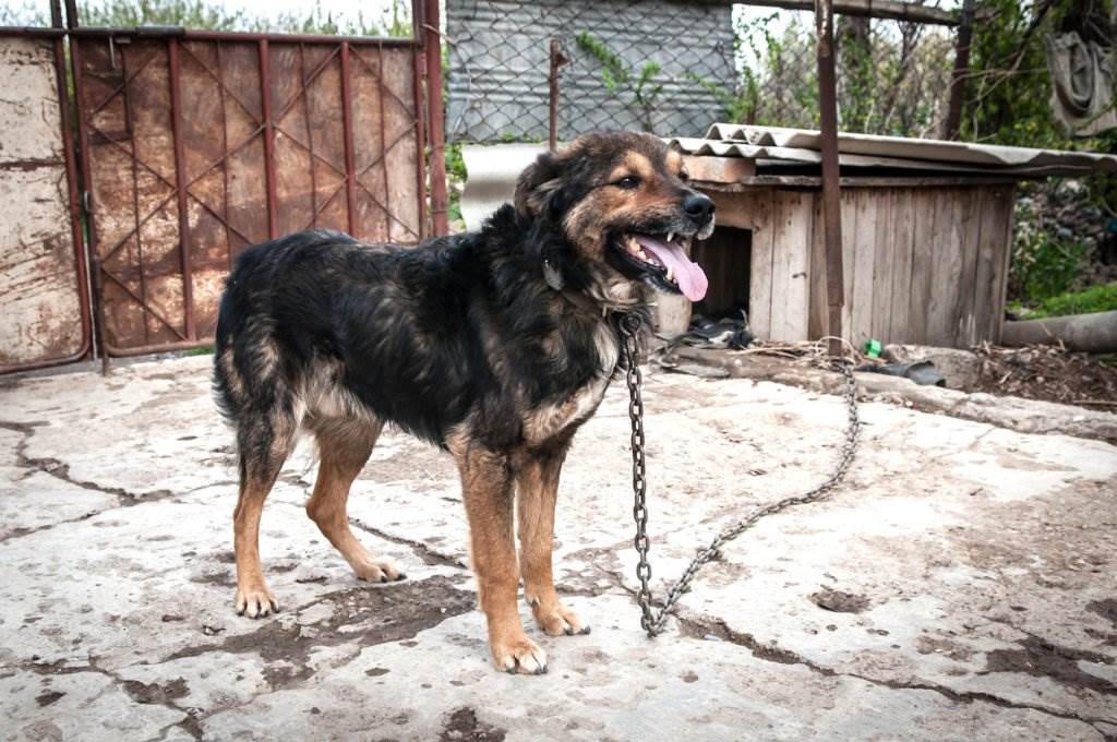 Dog chained to a dog house in violation of the dog tethering law in California