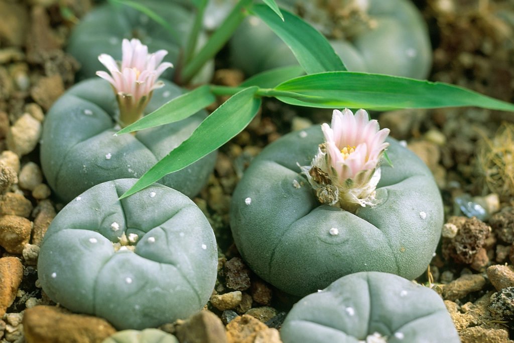 Six peyote plants, with two flowering - the cultivation of which is a crime per California Health & Safety Code 11363 HS