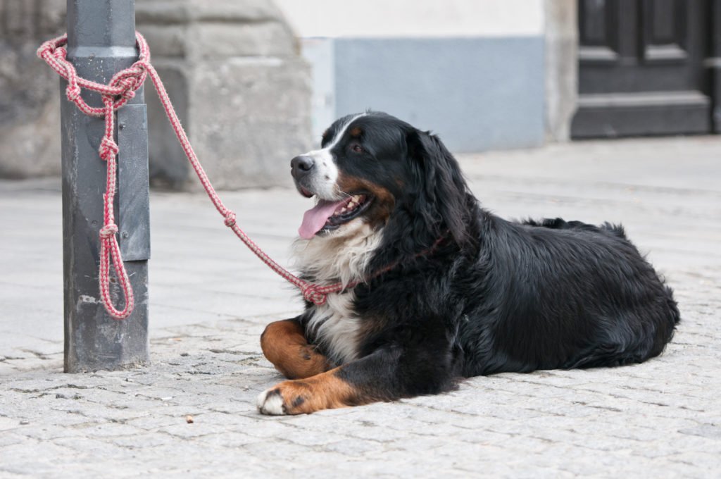 Perros atados a un poste en violación del Código de Salud y Seguridad 122335 HS