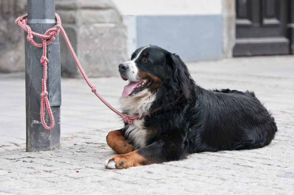 Dog tethered to pole in violation of Health and Safety Code 122335 HS