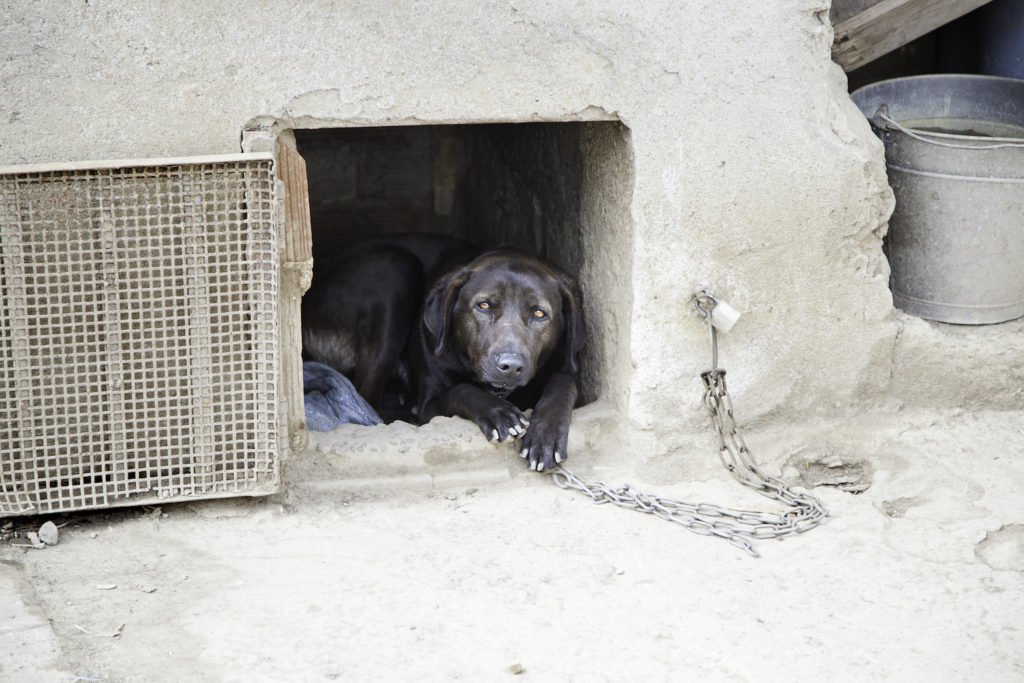 Dog confined and chained in violation of animal cruelty laws. 